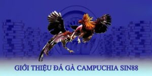 Đá Gà Campuchia - Sàn Đấu Đẳng Cấp Của Những Chiến Kê Hàng Đầu 2 Chọi gà Campuchia chuyên nghiệp, an toàn nên được nhiều hội viên yêu thích