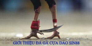 Đá Gà Cựa Dao Sin88  - Thỏa Mãn Đam Mê, Rinh Tiền Thưởng Khủng 6 Đá gà cựa dao là loại hình thi đấu kịch tính tại Sin88