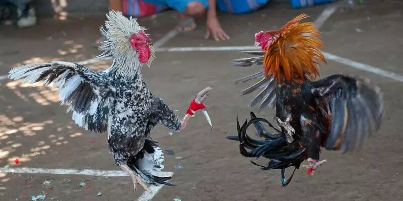 Đá Gà Cựa Dao Sin88  - Thỏa Mãn Đam Mê, Rinh Tiền Thưởng Khủng 3 Hội viên tham gia sảnh đá gà Sin88 được hưởng ưu đãi giá trị