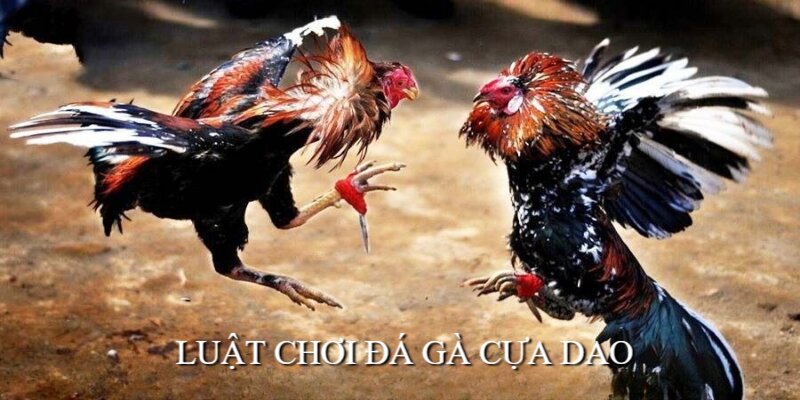 Đá Gà Cựa Dao Sin88  - Thỏa Mãn Đam Mê, Rinh Tiền Thưởng Khủng 2 Nắm được luật chơi chọi gà cựa dao để đặt cược hiệu quả hơn