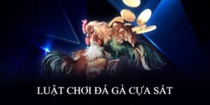 Đá Gà Cựa Sắt Sin88 - Loại Hình Thi Đấu Kịch Tính Nhất 2024 5 Nắm được luật chơi đá gà cựa sắt Sin88 giúp kê thủ đặt cược hiệu quả hơn