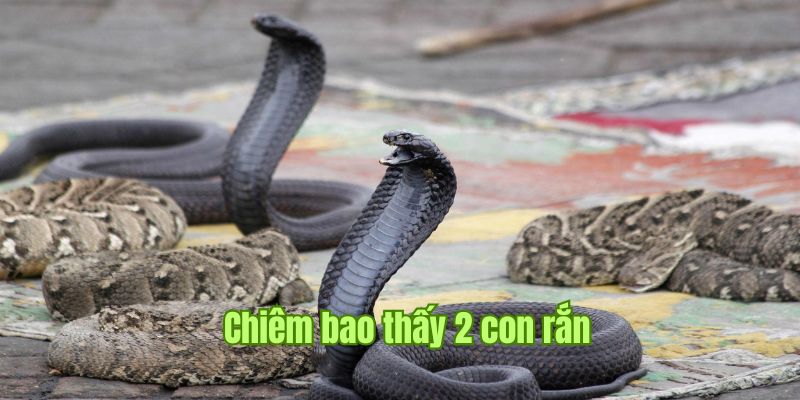 Nằm Mơ Thấy Rắn Có Tốt Không? Số May Mắn Nến Đánh Nhất Sin88  2 Nằm mơ thấy thấy rắn đi theo cặp