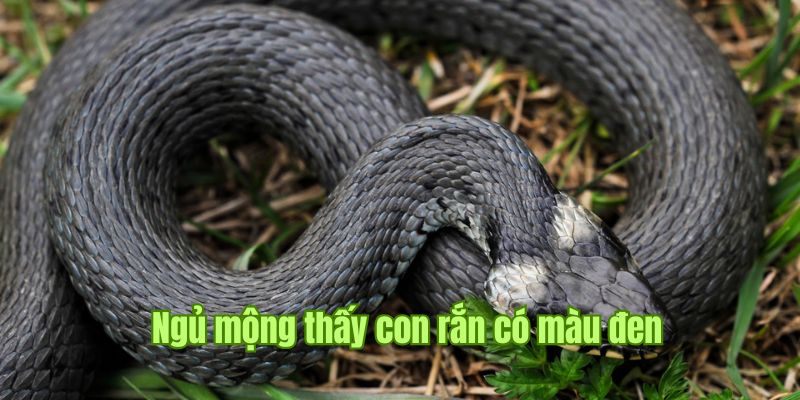 Nằm Mơ Thấy Rắn Có Tốt Không? Số May Mắn Nến Đánh Nhất Sin88  3 Nằm mơ thấy rắn có màu đen