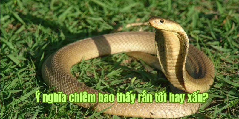 Nằm Mơ Thấy Rắn Có Tốt Không? Số May Mắn Nến Đánh Nhất Sin88  1 Nằm mơ thấy rắn - Giải mã ý nghĩa theo khía cạnh phong thủy